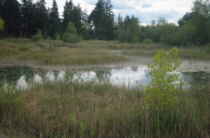 wurzacher ried hochmoor naturschutzgebiet