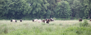 Rinder auf Weide Pfrunger-Burgweiler Ried