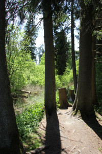 Bäume-im-wackelwald-bad-buchau