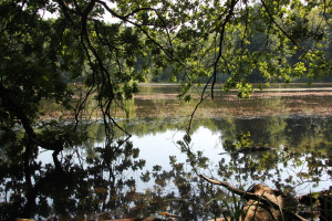 Ausblick zur Pause am linken Ufer des Schwanzwiesweiher