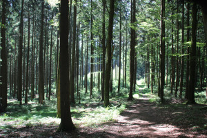 Wanderpfad-Waldlehrpfad-Tannenbühl-im-Wald