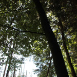 Bäume im Naturschutzgebiet Brunnenholzried