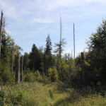 Tote Bäume Naturschutzgebiet Brunnenholzried
