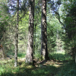 Wald Brunnenholzried Oberschwaben