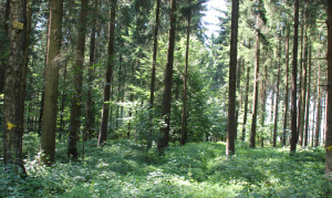 Grabhügel-im-Wald-Vierecksschanze-Aßmannshardt