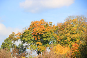 Herbstbäume-im-Ummendorfer-Ried