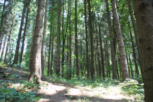 13 Wald am Hoechsten