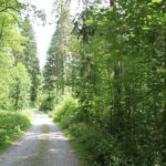 Waldweg Schmalegger und Rinkenburger Tobel