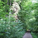 Wanderweg durch im Schmalegger und Rinkenburger Tobel