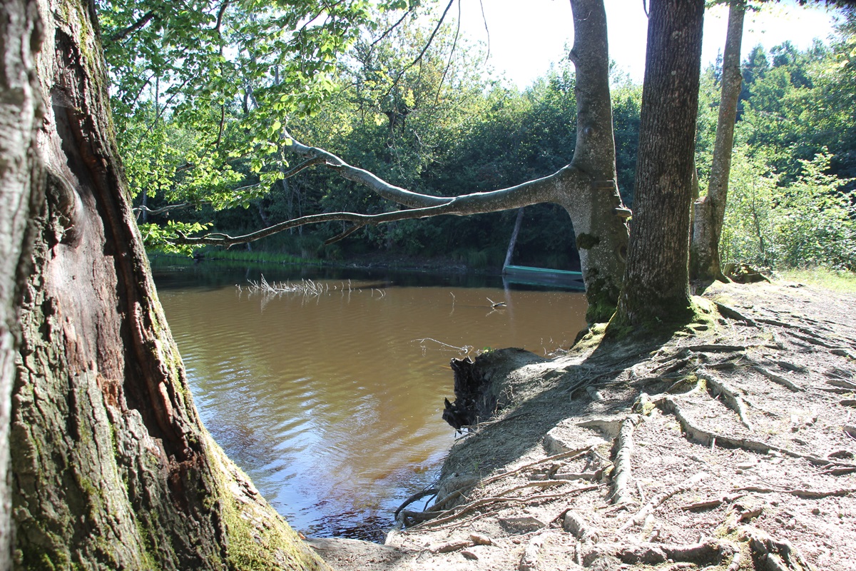 Stockweiher Wolfegg Ast